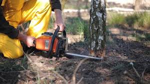 Trusted Weston, OH Tree Services Experts