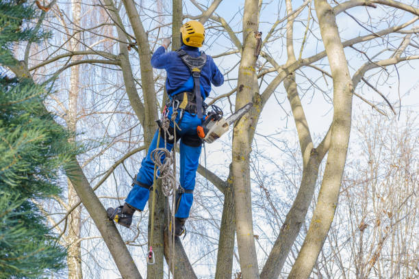 Lawn Watering Services in Weston, OH